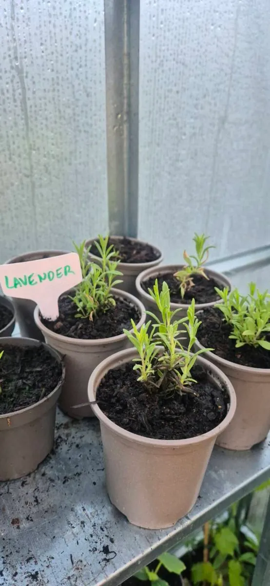Vegetable plants - Image 3
