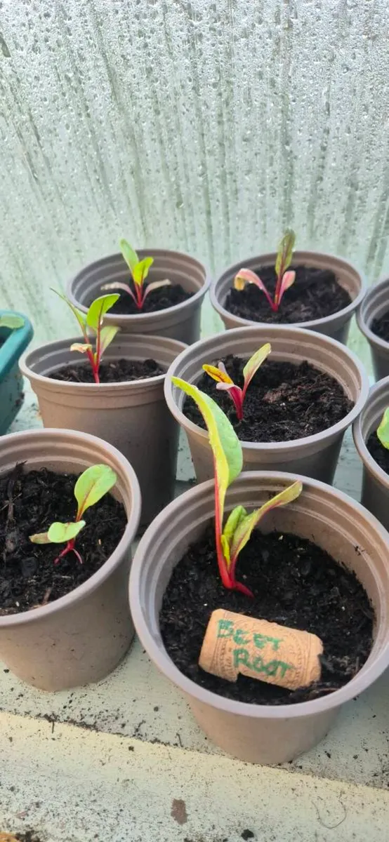 Vegetable plants - Image 4