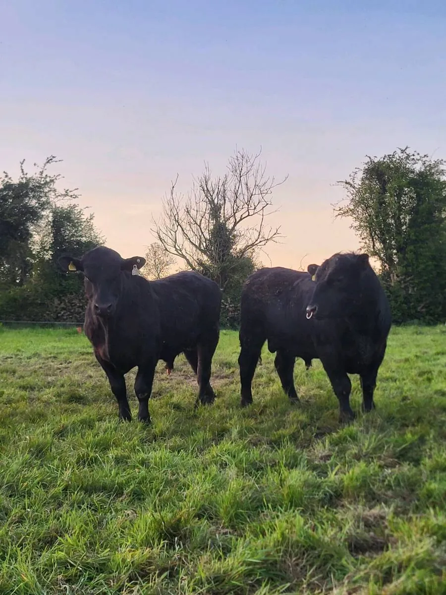 2 AA bulls - Image 4