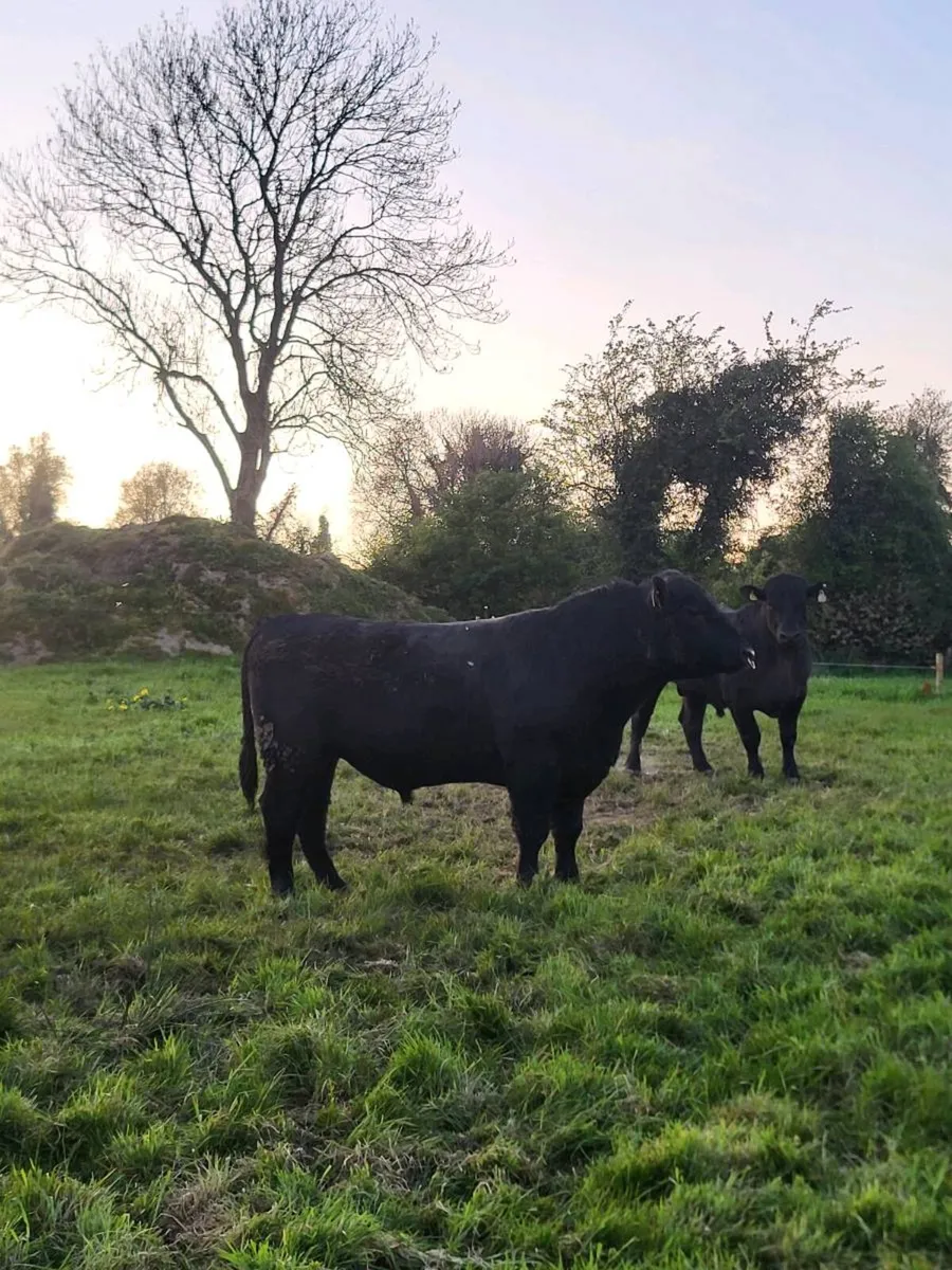 2 AA bulls - Image 2