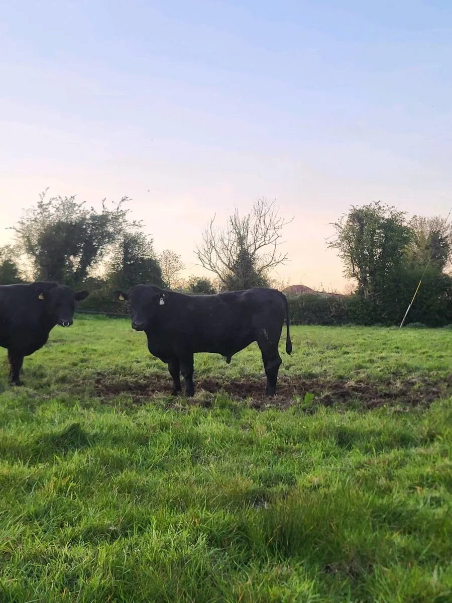 2 AA bulls - Image 3