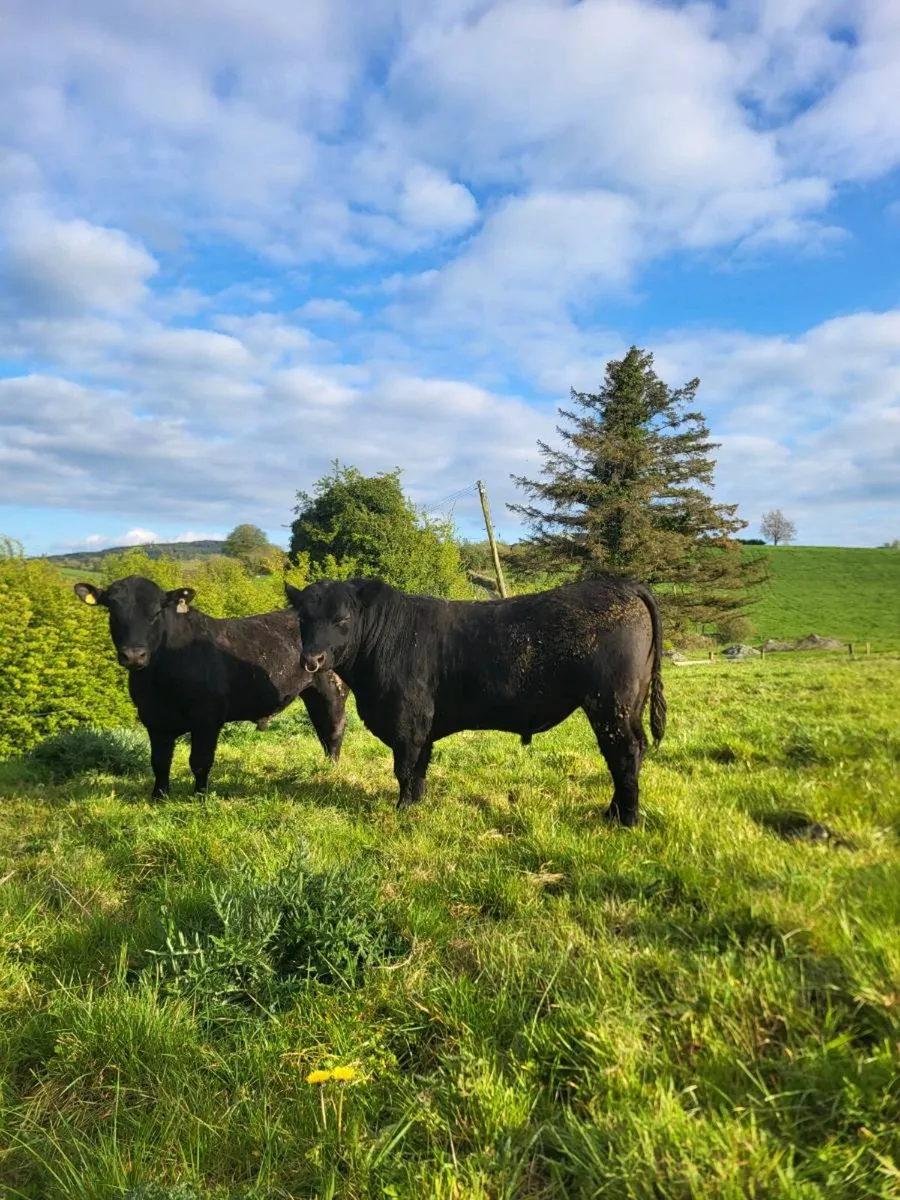 2 AA bulls - Image 1