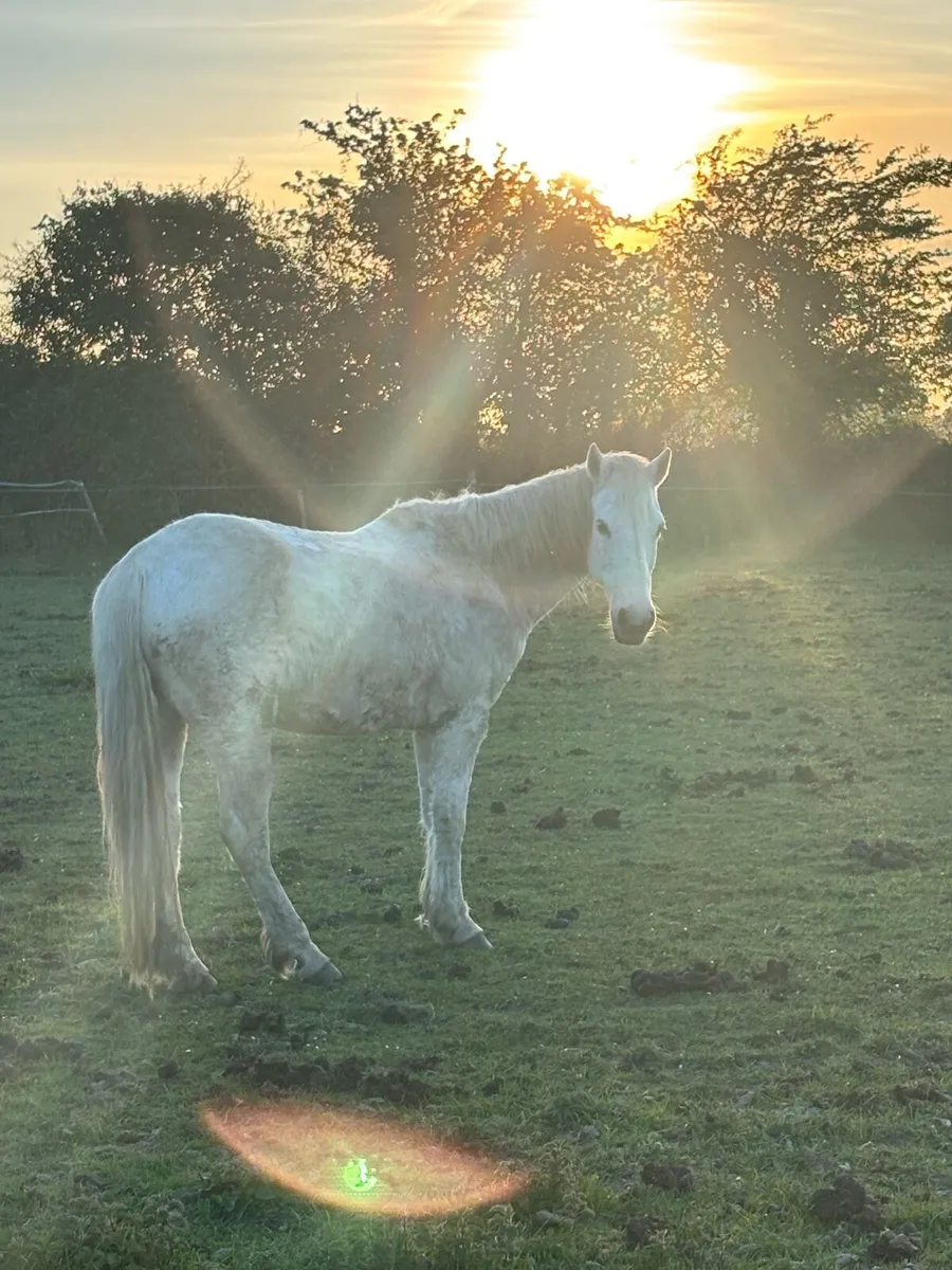 17 year old Irish Sport Pony - Image 1
