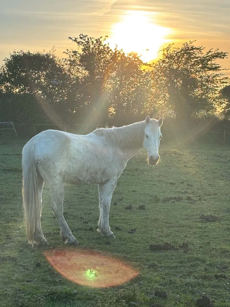 17 year old Irish Sport Pony - Image 3