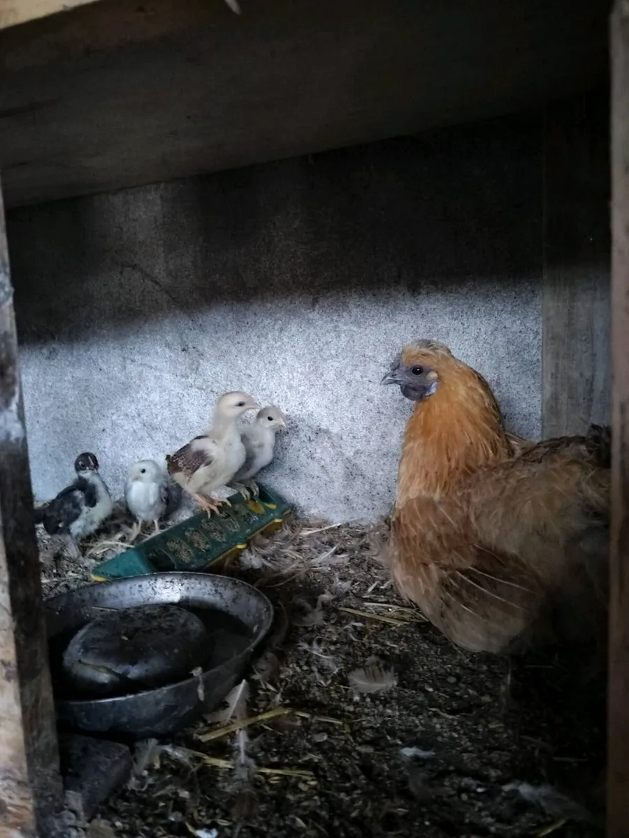 Hen with chicks