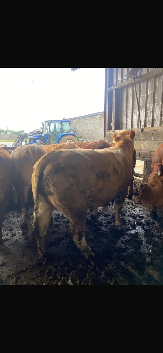 Beef Heifers - Image 1