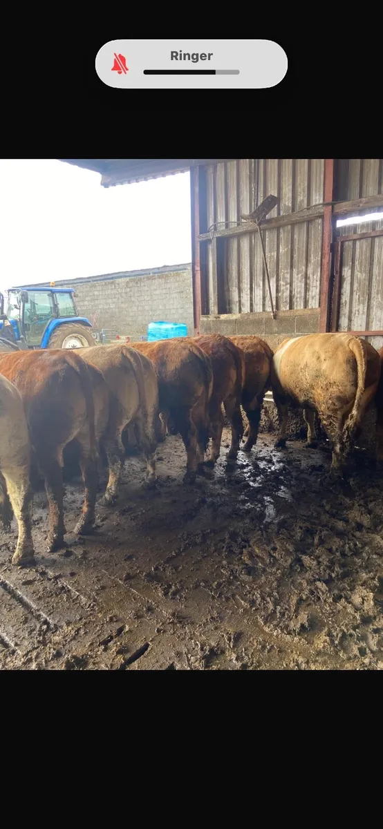 Beef Heifers - Image 3