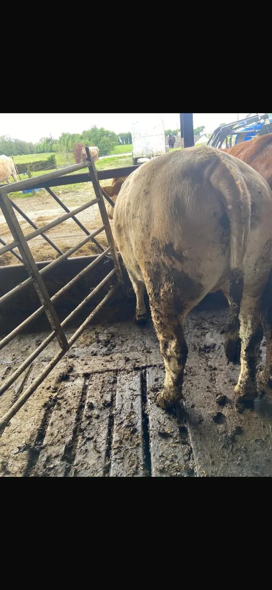 Beef Heifers - Image 4