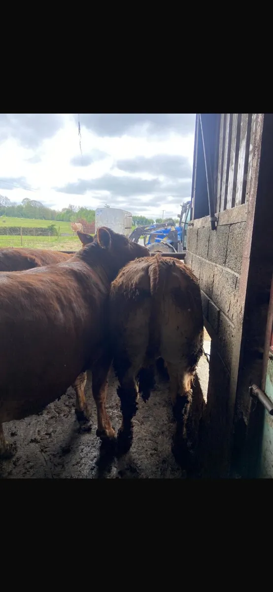 Beef Heifers - Image 2