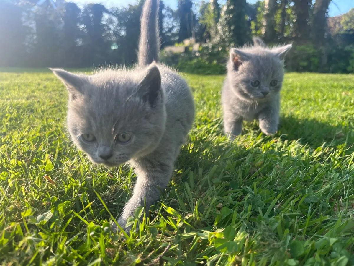 British shorthair  kittens - Image 1