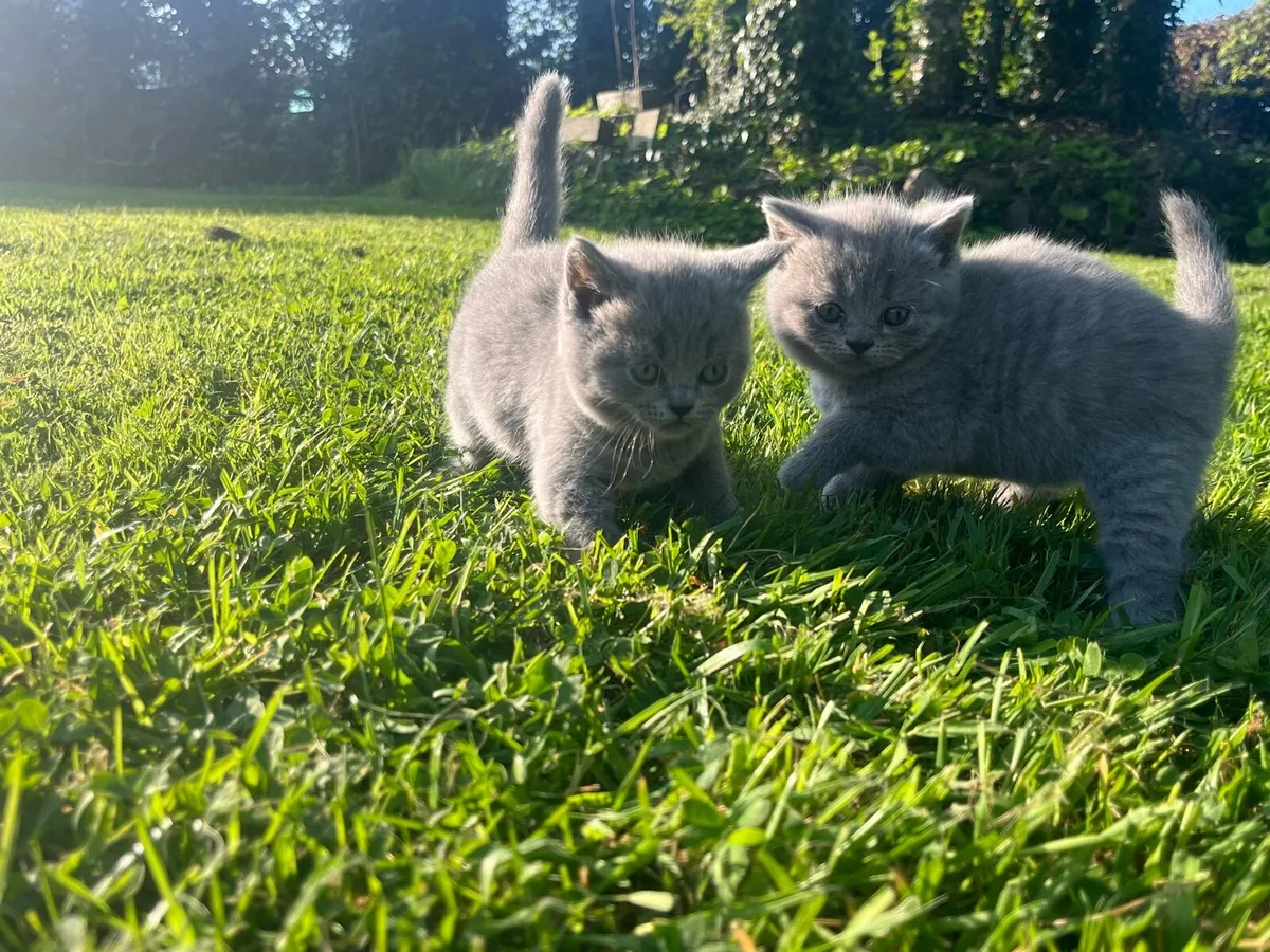 British shorthair  kittens - Image 2