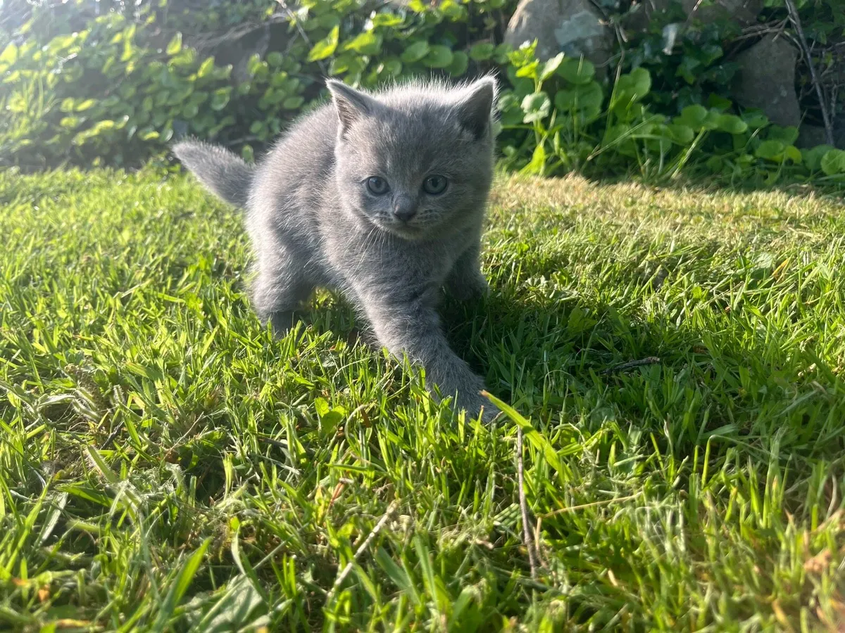 British shorthair  kittens - Image 3