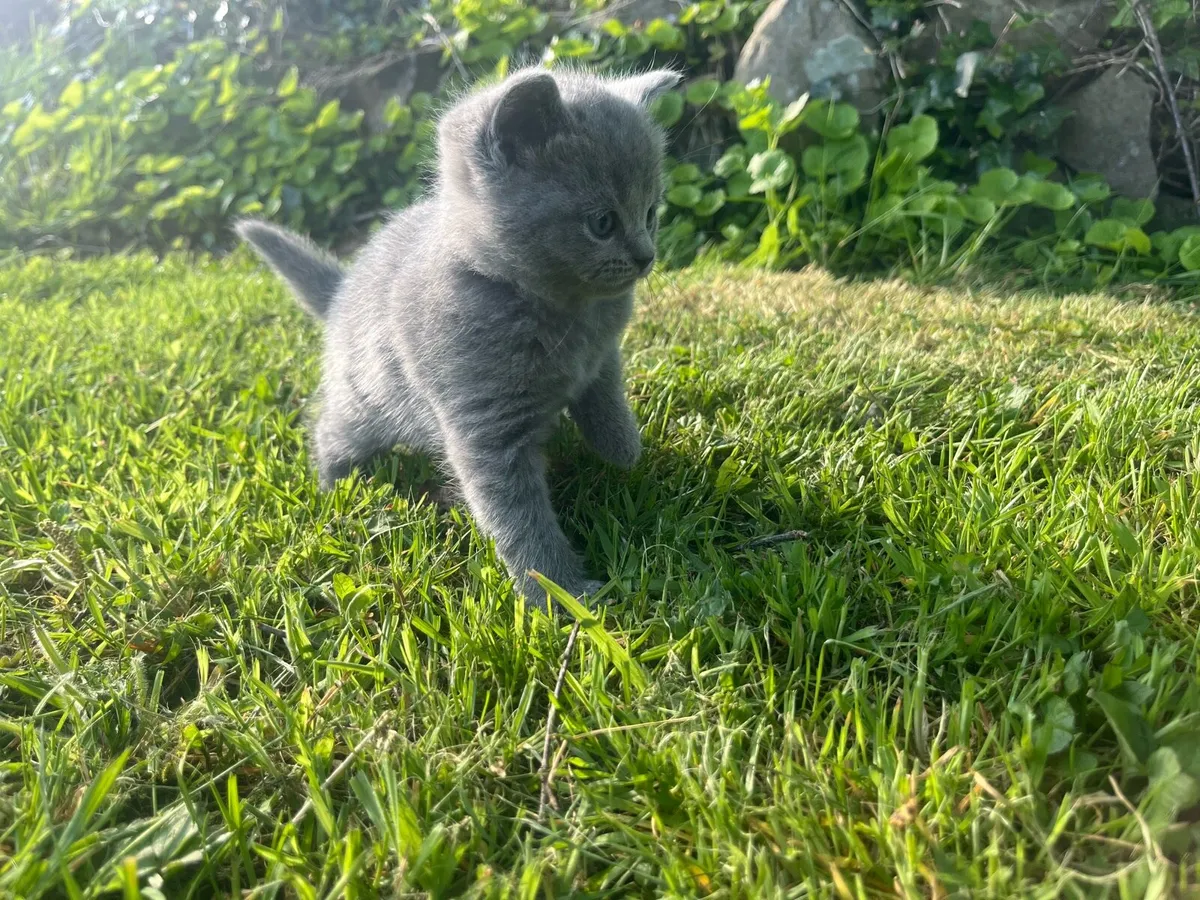 British shorthair  kittens - Image 4
