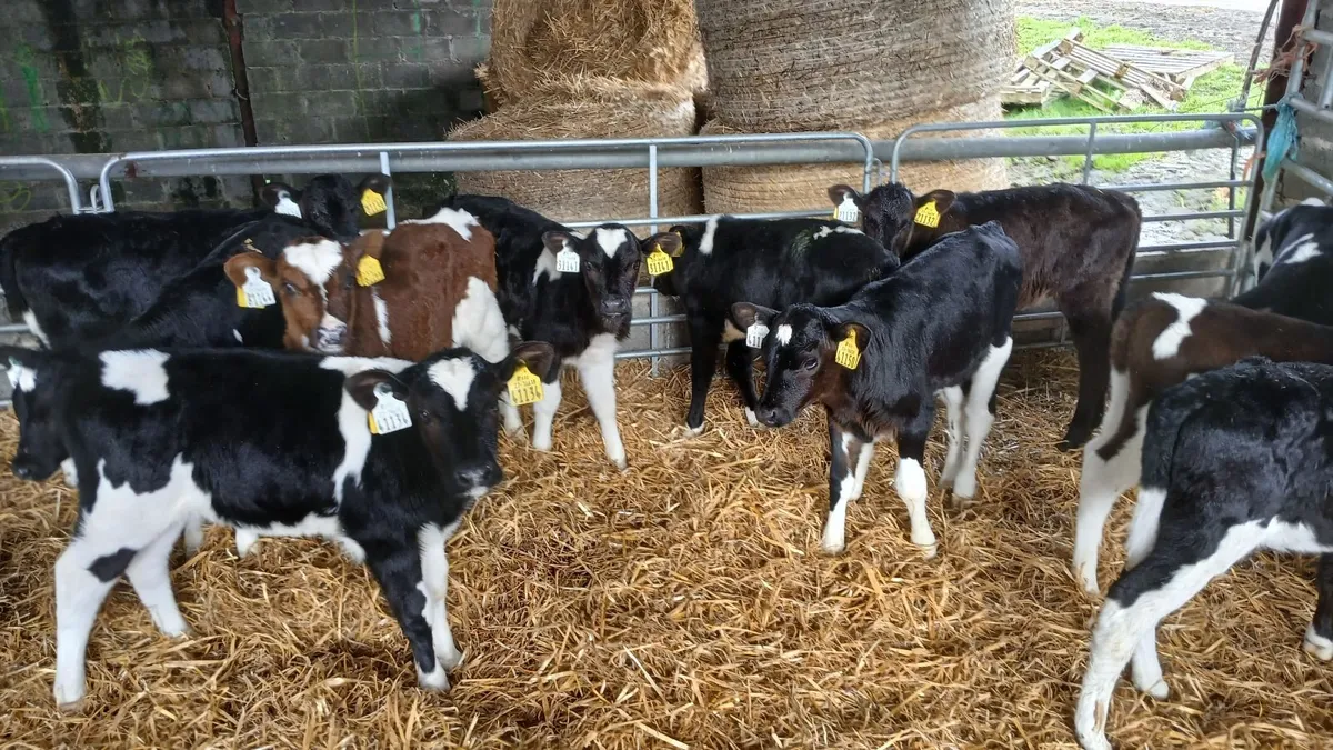 Heifier calves - Image 1