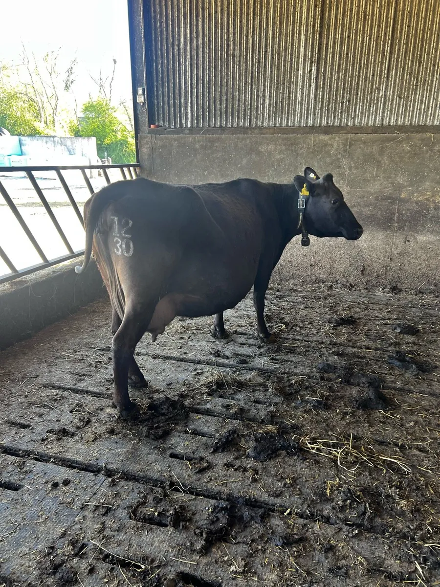 Incalf cow - Image 1