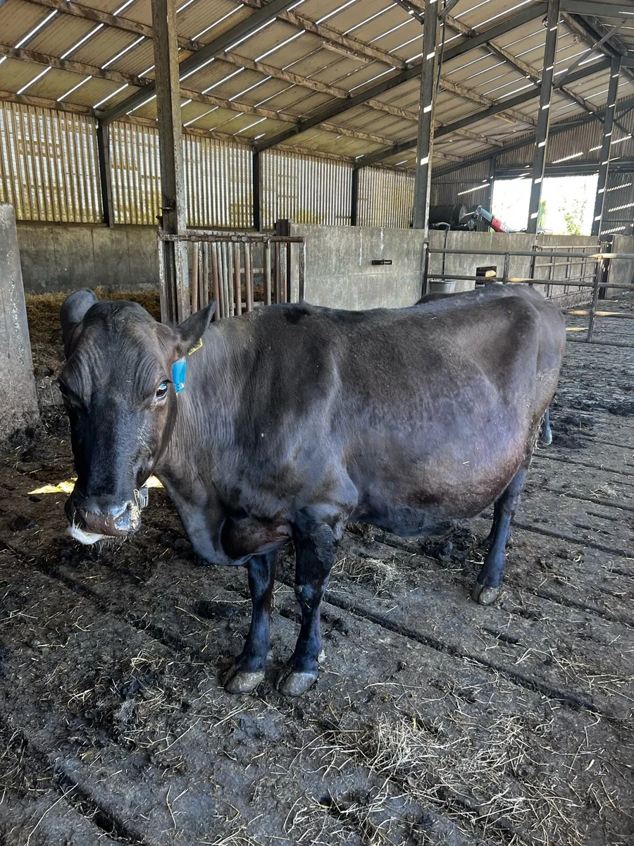 Incalf cow - Image 2