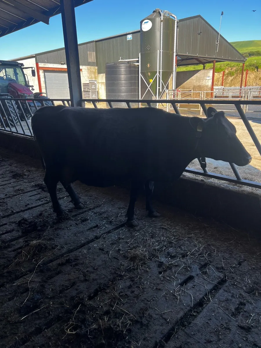 Incalf cow - Image 3