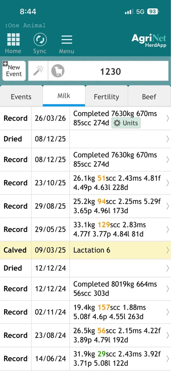 Incalf cow - Image 4