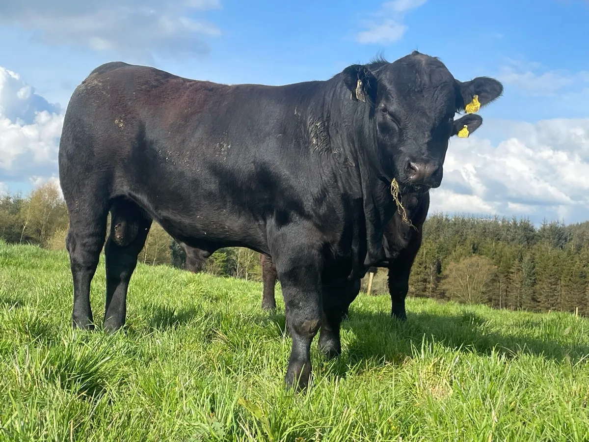 Angus bulls Ballyjamesduff Mart on the 5th May - Image 3