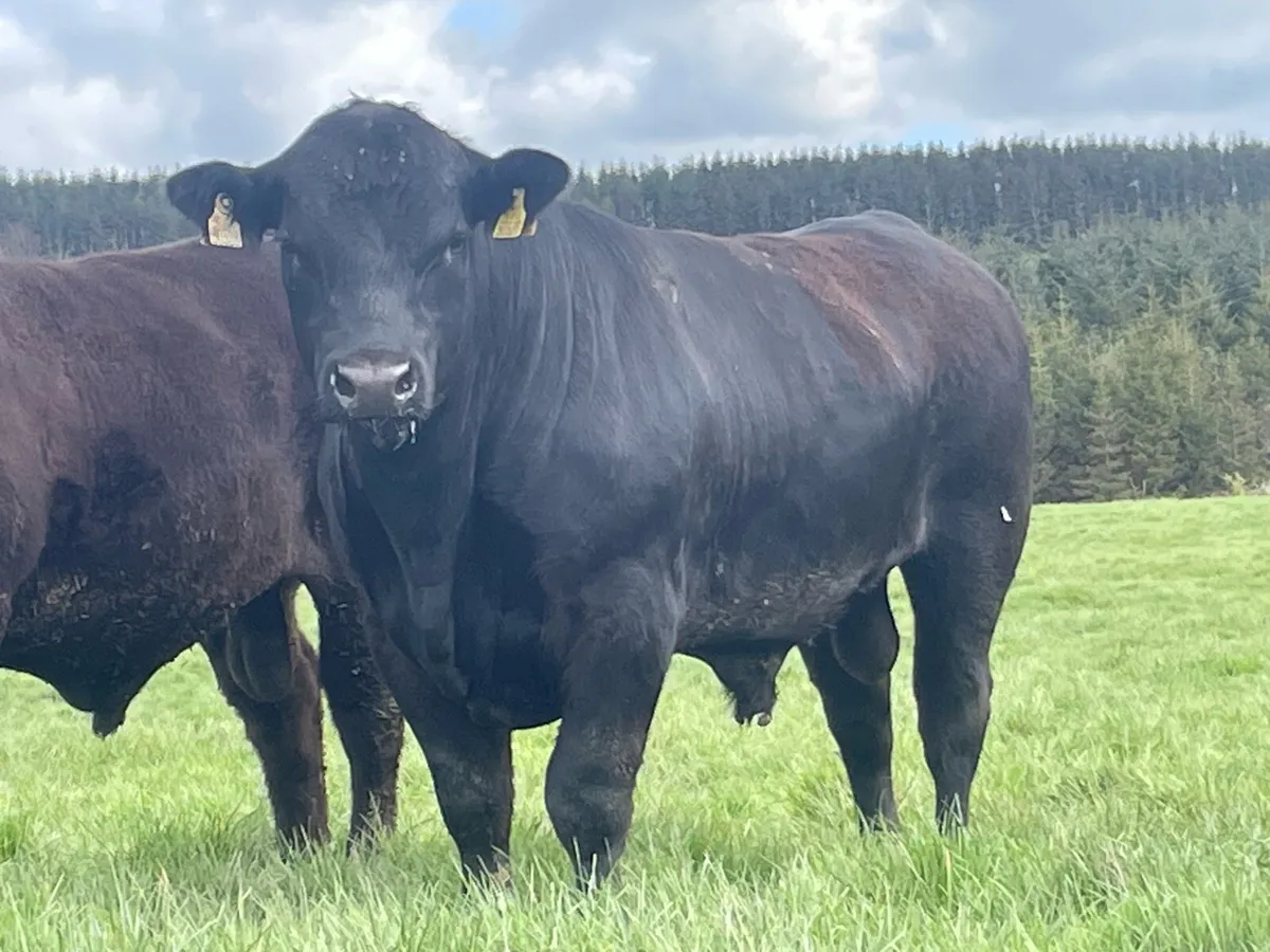 Angus bulls Ballyjamesduff Mart on the 5th May - Image 1