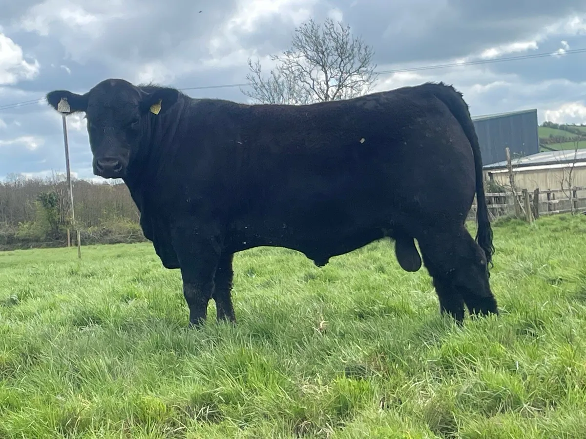 Angus bulls Ballyjamesduff Mart on the 5th May - Image 4