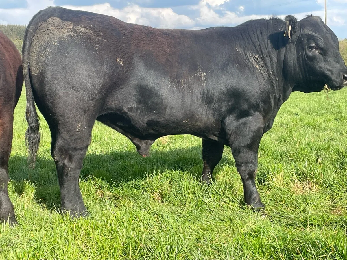 Angus bulls Ballyjamesduff Mart on the 5th May - Image 2