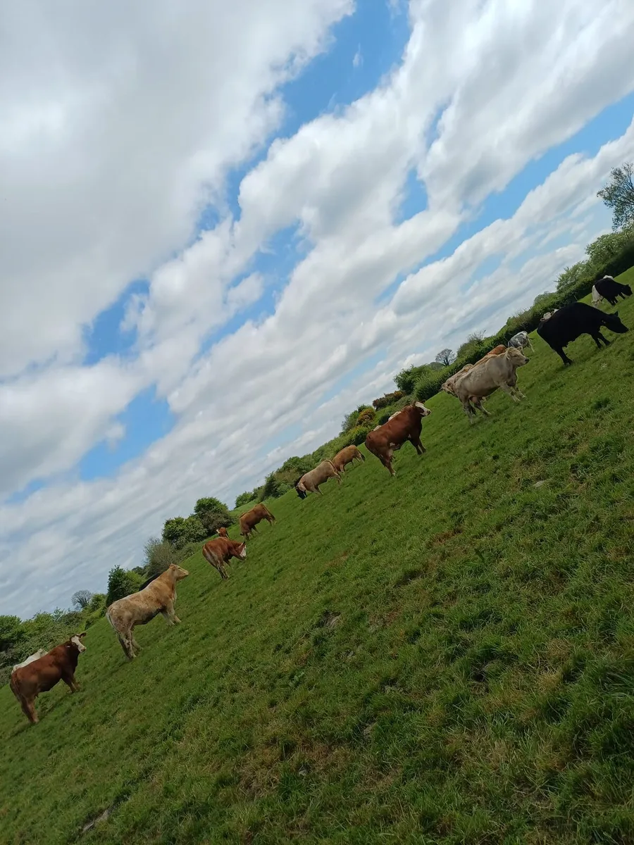 Clearance sale Tullamore Mart 4th May - Image 1