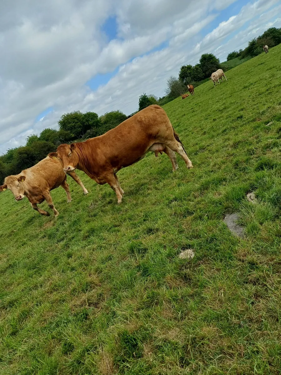 Clearance sale Tullamore Mart 4th May - Image 2