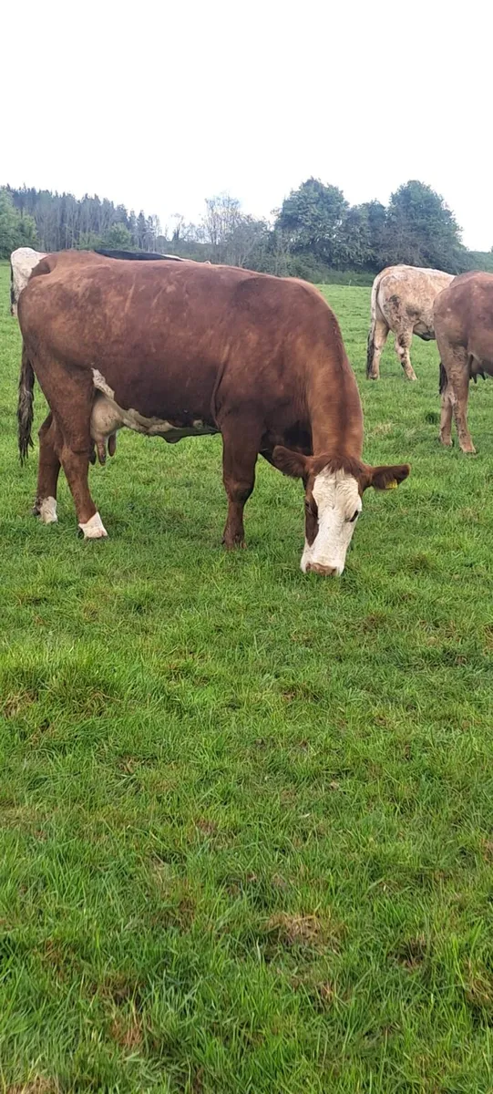 Clearance sale Tullamore Mart 4th May - Image 3