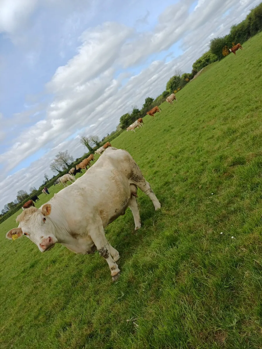 Clearance sale Tullamore Mart 4th May - Image 4