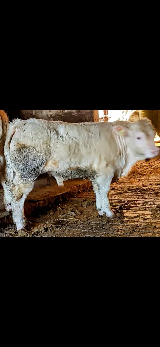 5* PED CHAROLAIS HF PIRATE+BIVOUAC+BULL+EXTENSI - Image 4