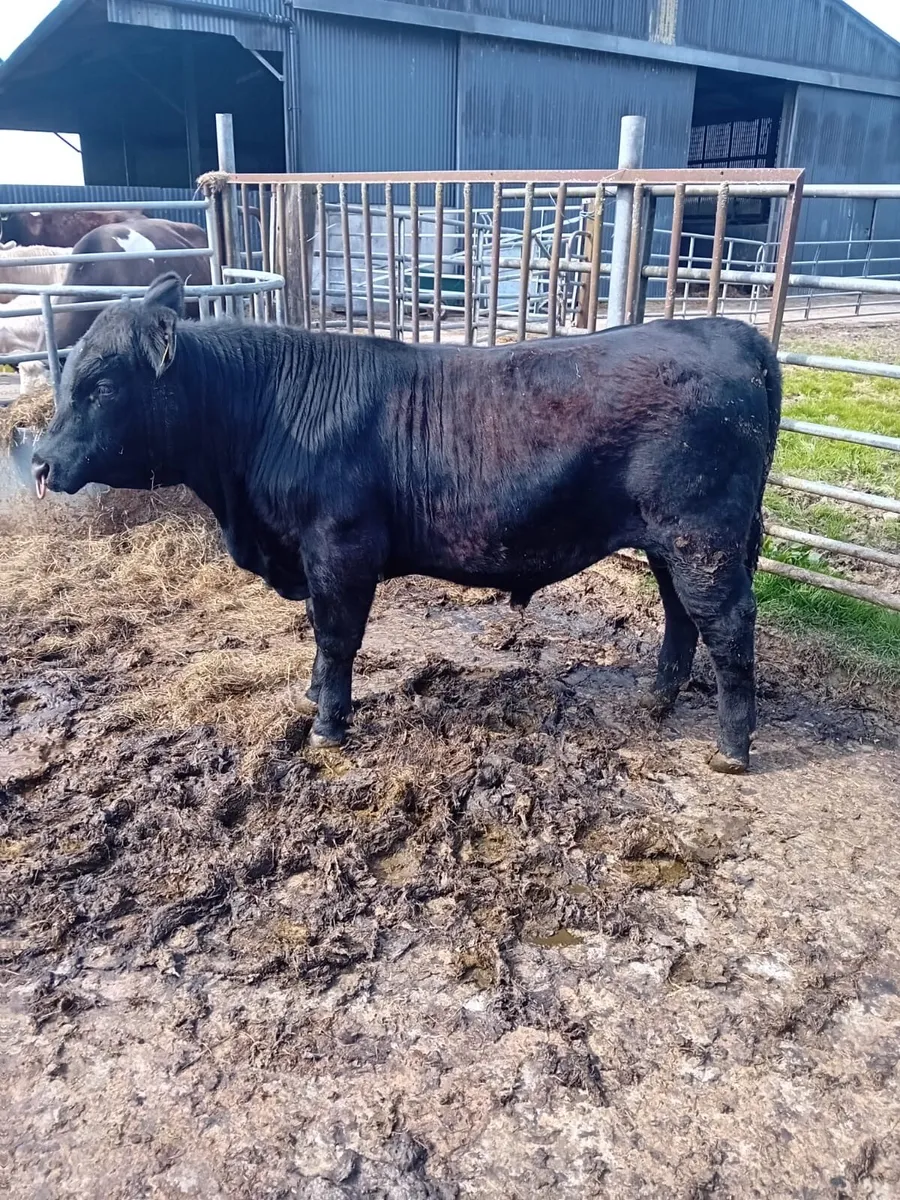 Pedigree Angus bull - Image 3