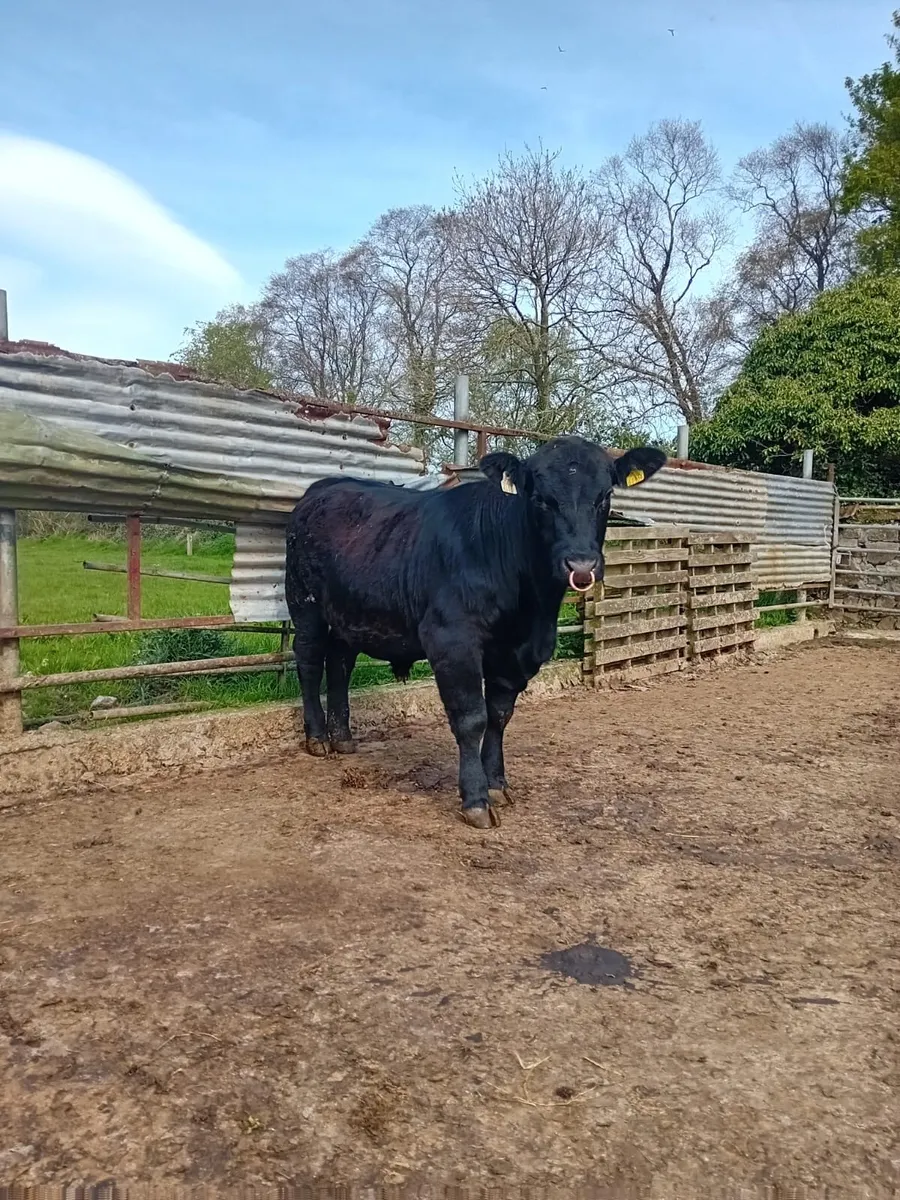 Pedigree Angus bull - Image 1