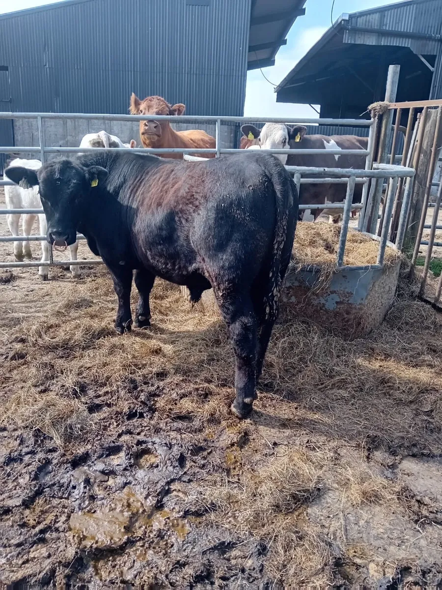 Pedigree Angus bull - Image 2