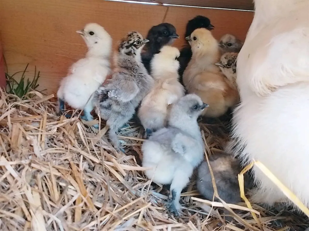 Ayam and Silkie roosters and chicks for sale - Image 2