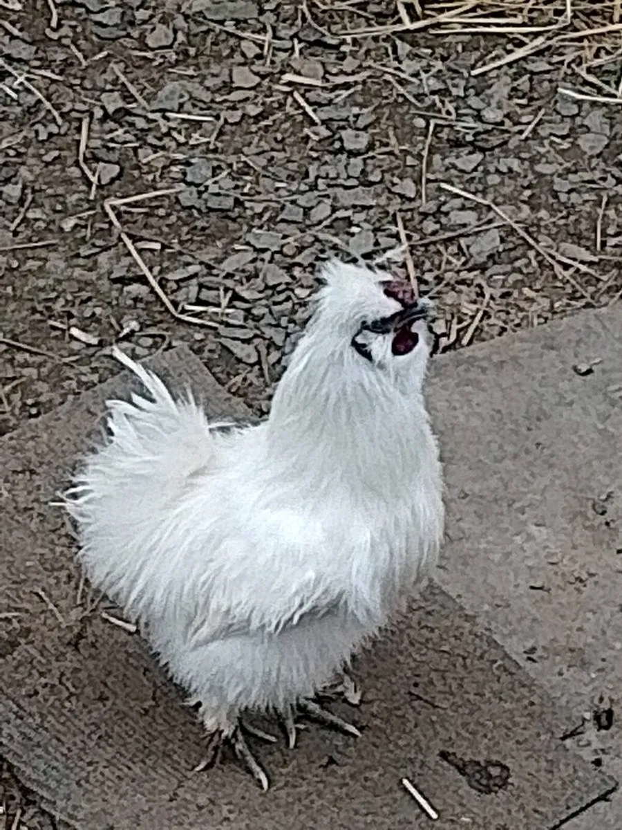 Ayam and Silkie roosters and chicks for sale - Image 3
