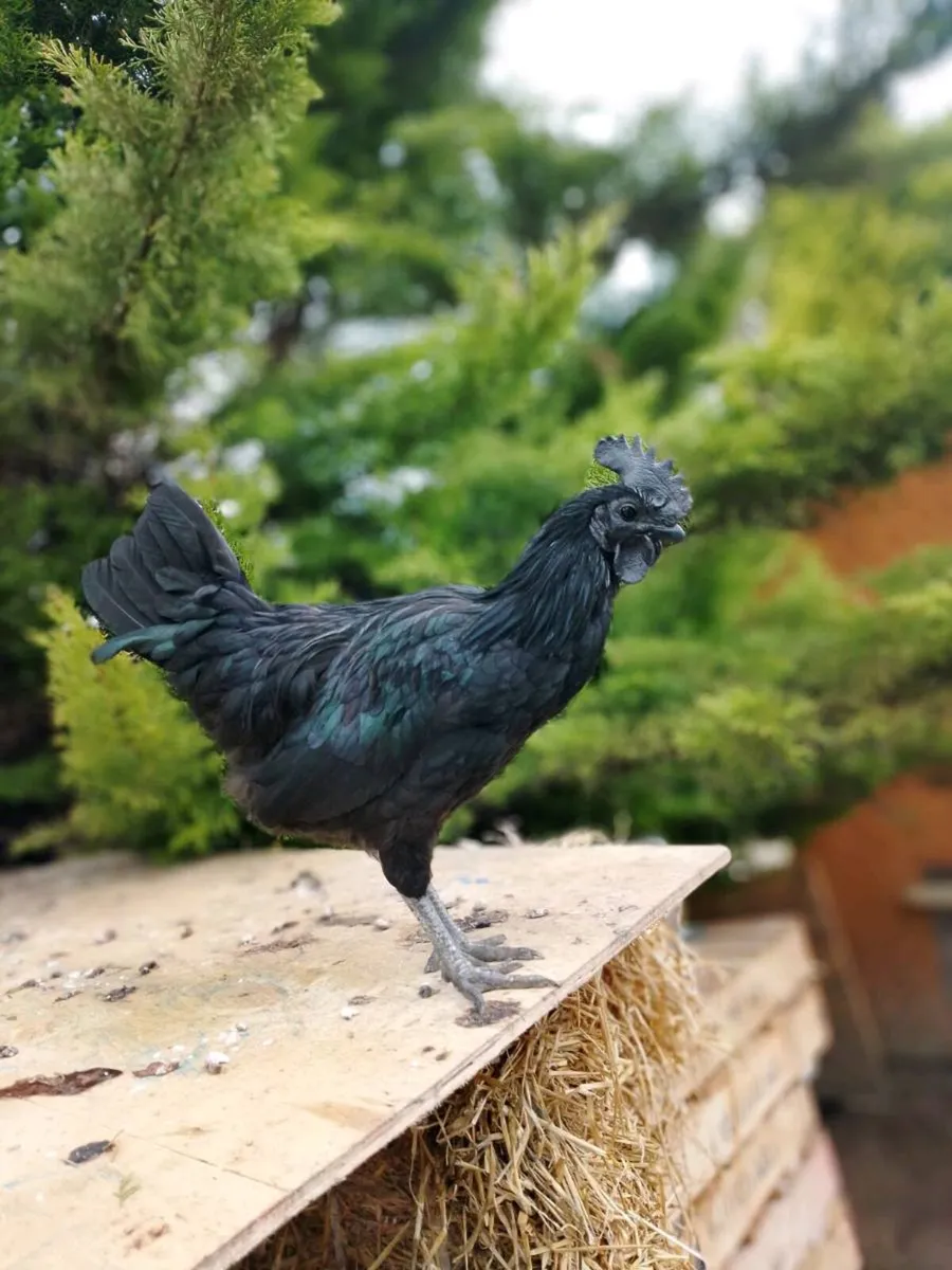 Ayam and Silkie roosters and chicks for sale - Image 4