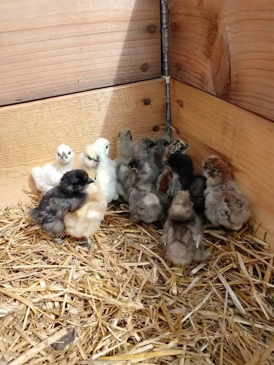 Ayam and Silkie roosters and chicks for sale - Image 1