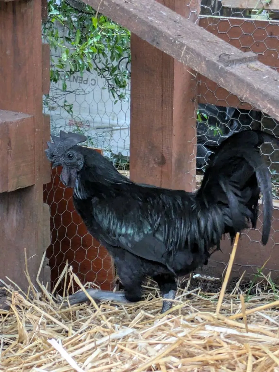 Ayam and Silkie roosters and chicks for sale - Image 2