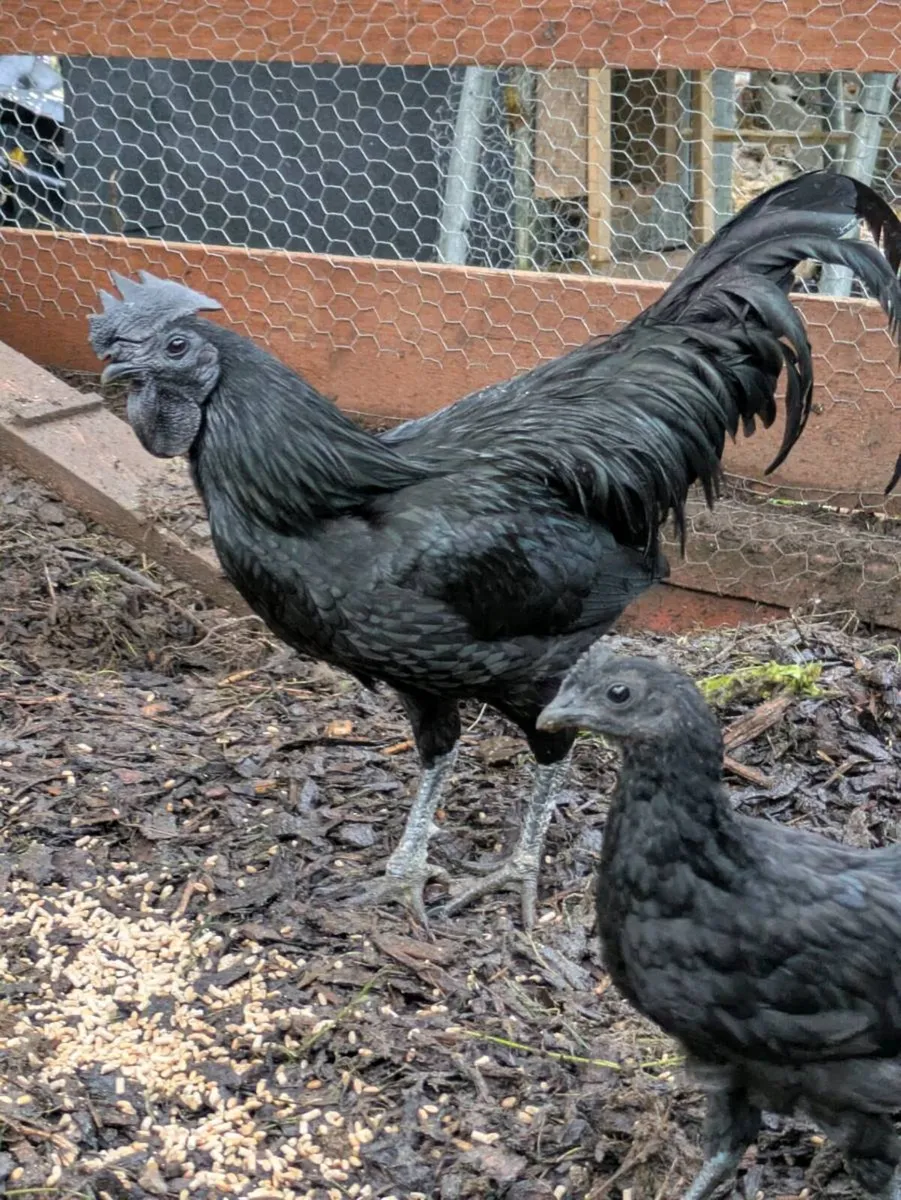 Ayam and Silkie roosters and chicks for sale - Image 3