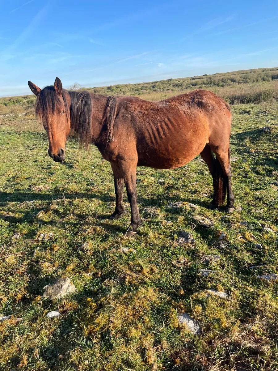 In foal Square Trotting Mare - Image 3
