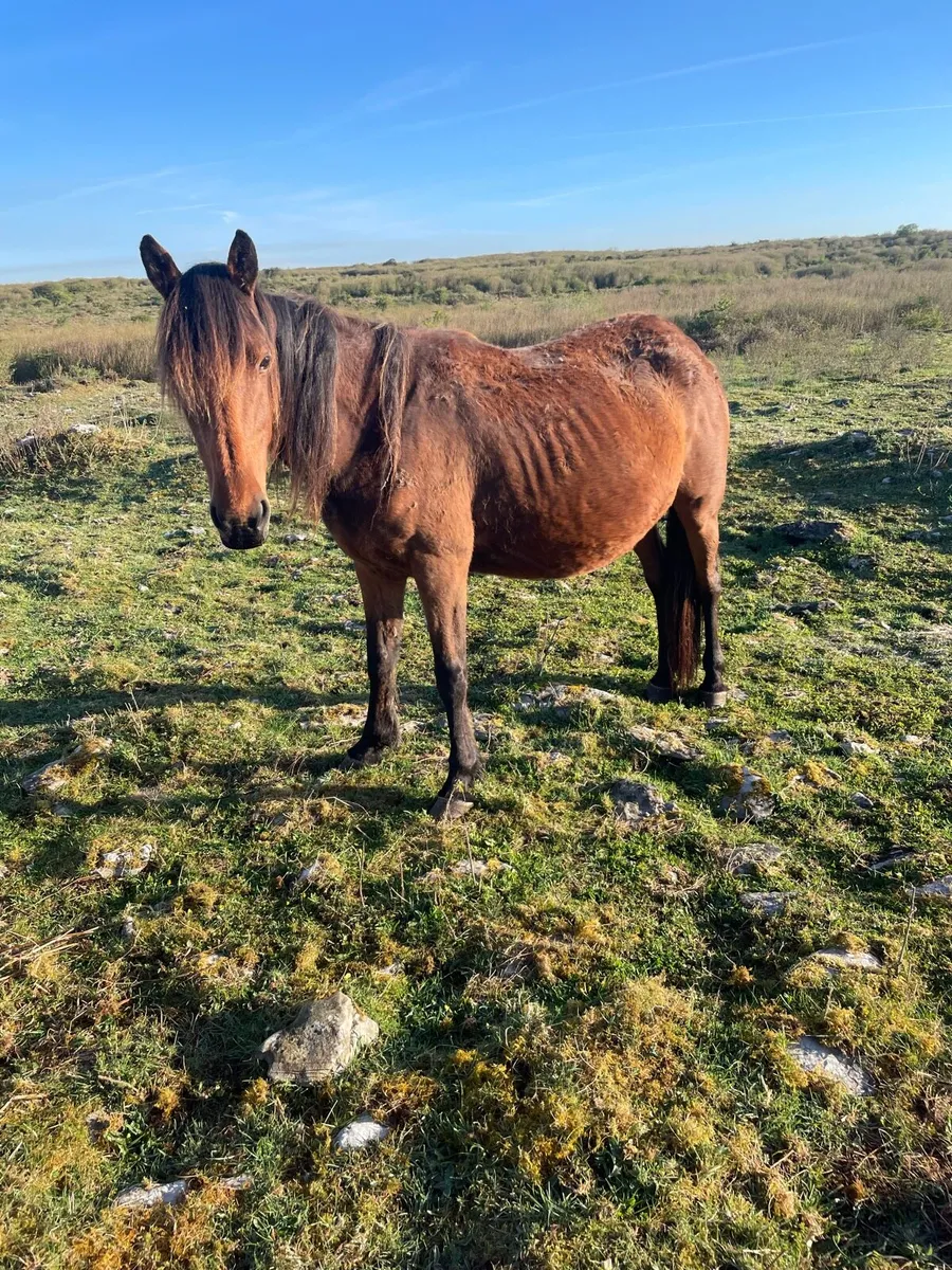 In foal Square Trotting Mare - Image 1