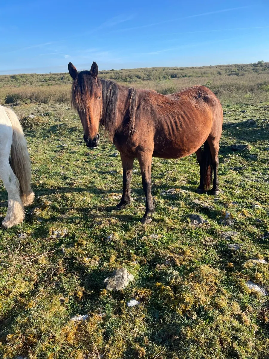 In foal Square Trotting Mare - Image 4