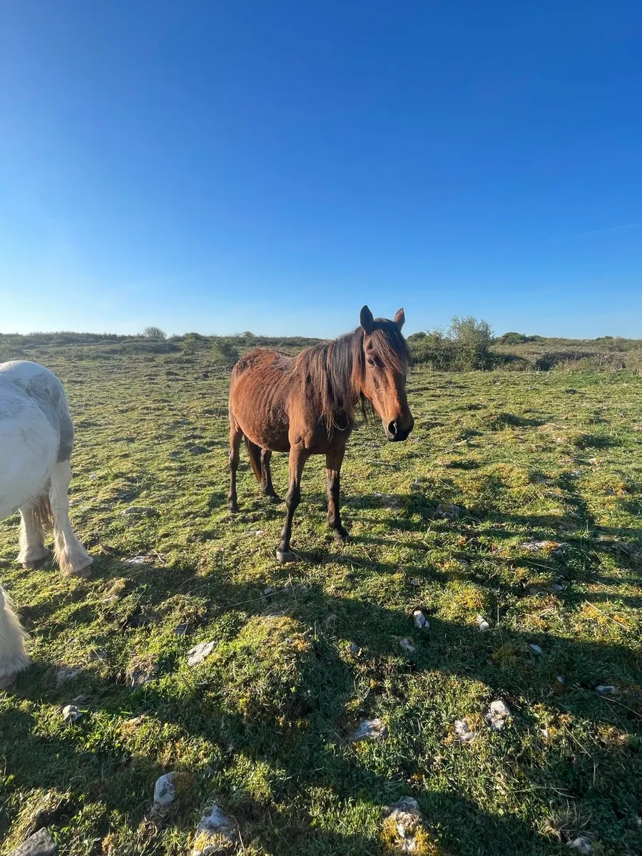 In foal Square Trotting Mare - Image 2