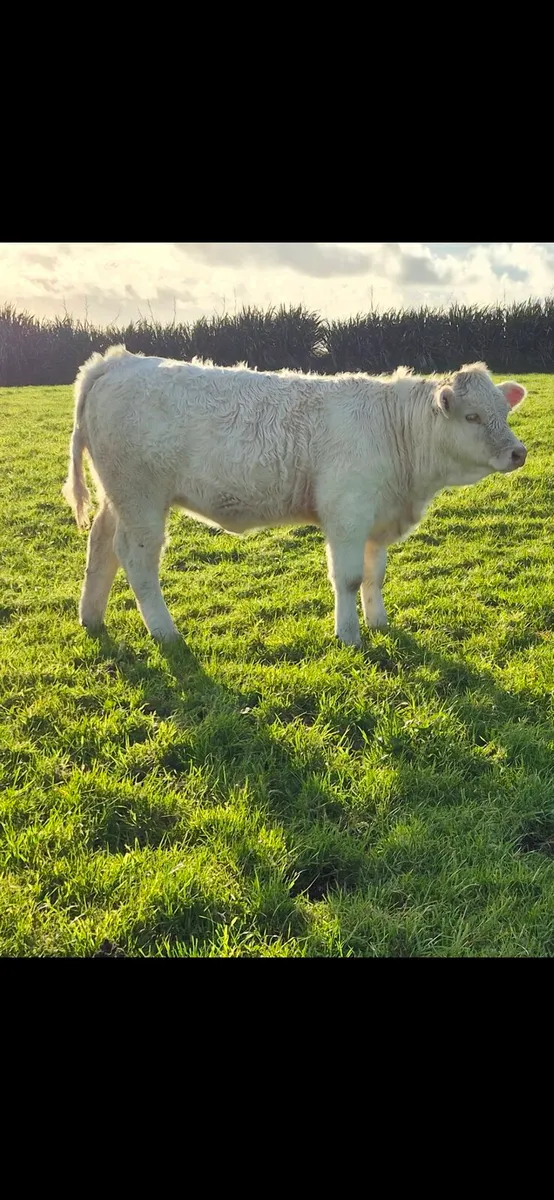 2 5 STARS CHAROLAIS HFS+BIVOUAC+BULL+EXTENSI - Image 1