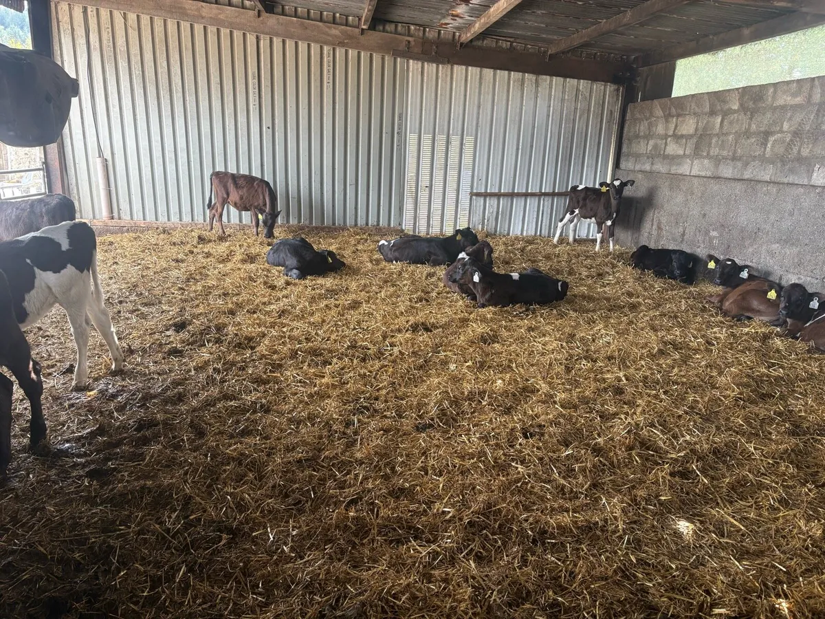 Xbreed heifer calf - Image 1