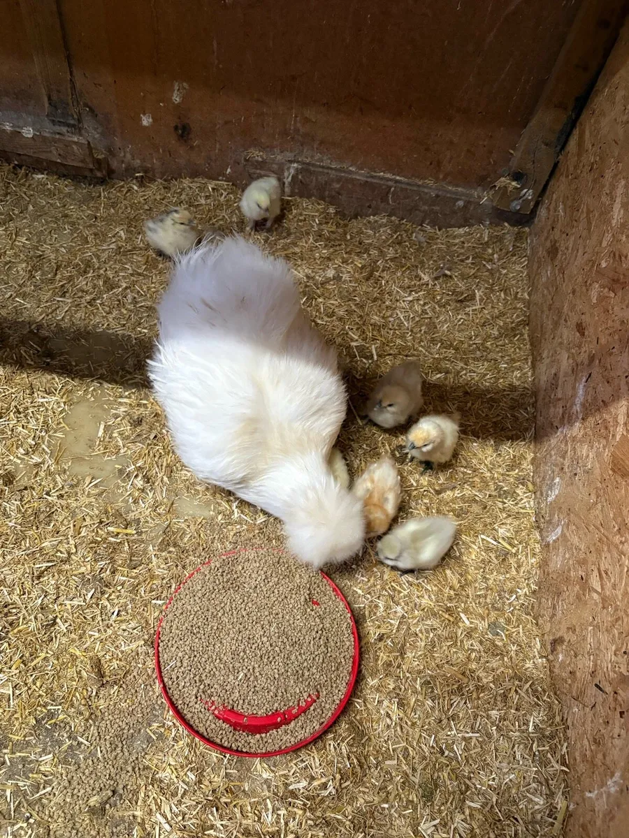 USA silkie chicks - Image 2