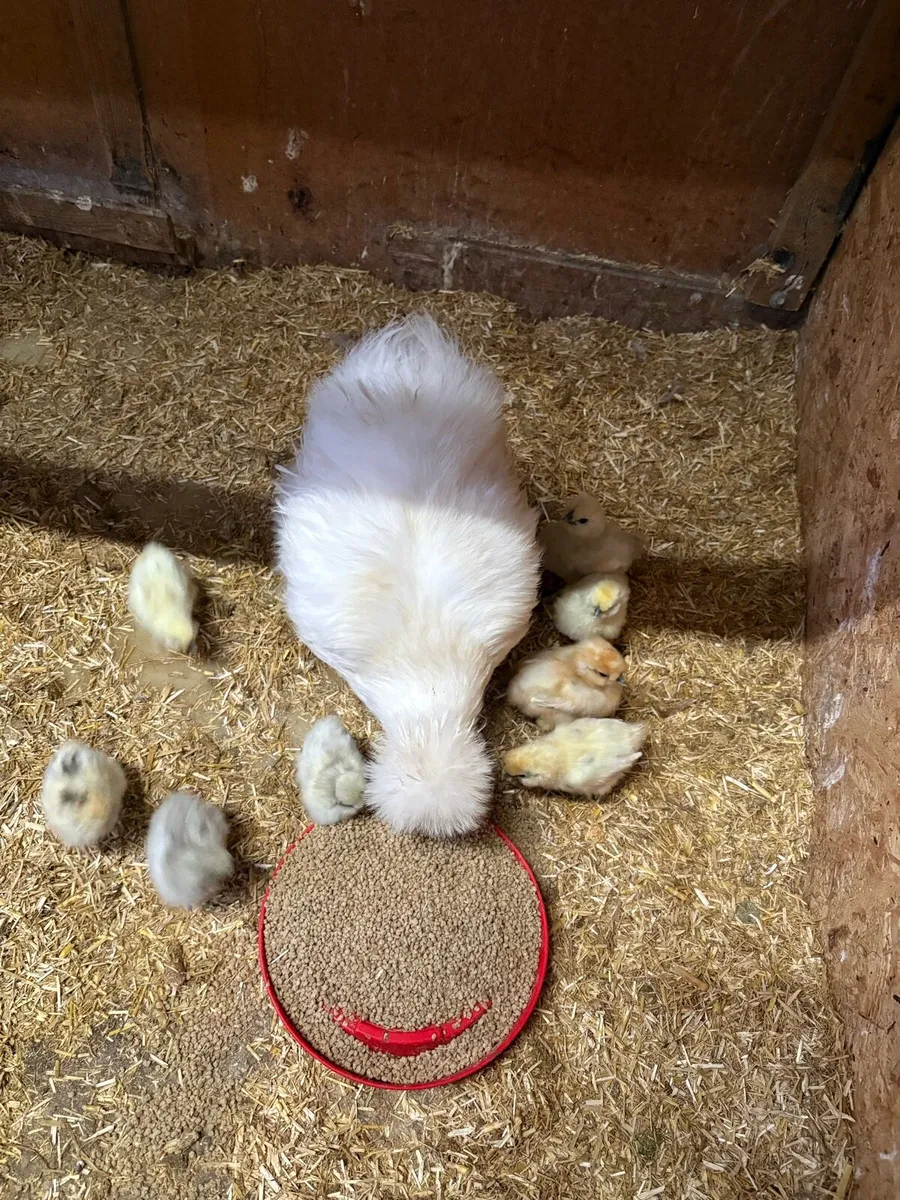 USA silkie chicks - Image 1
