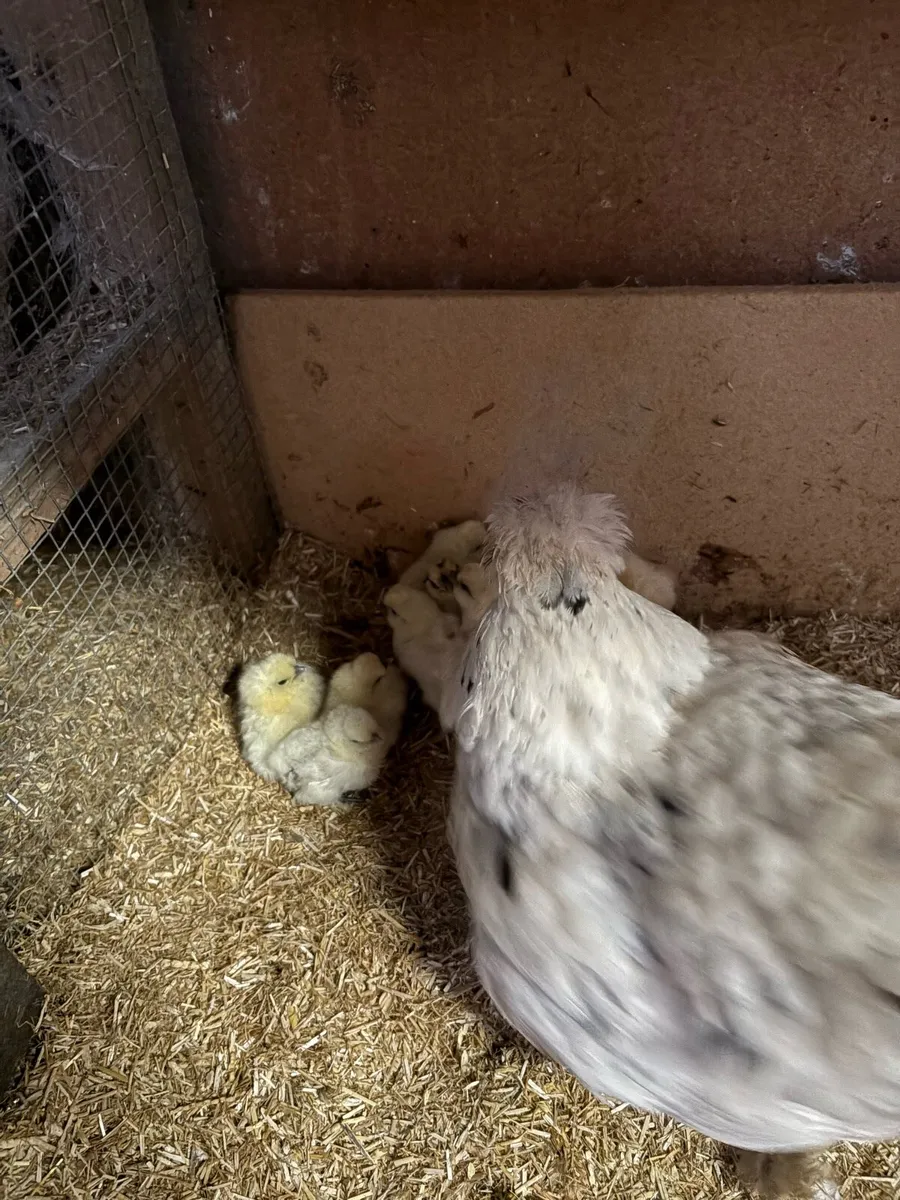 USA silkie chicks - Image 3