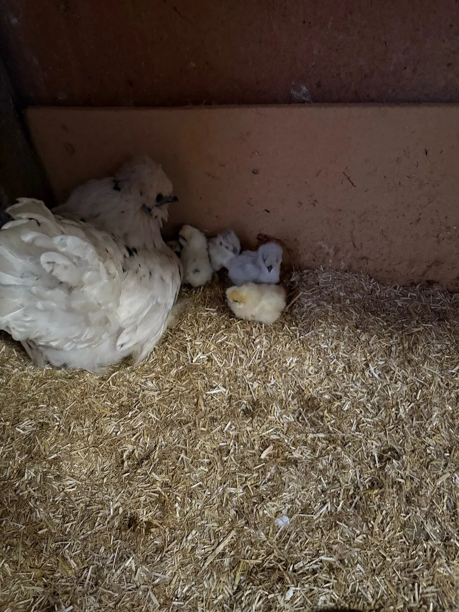 USA silkie chicks - Image 4